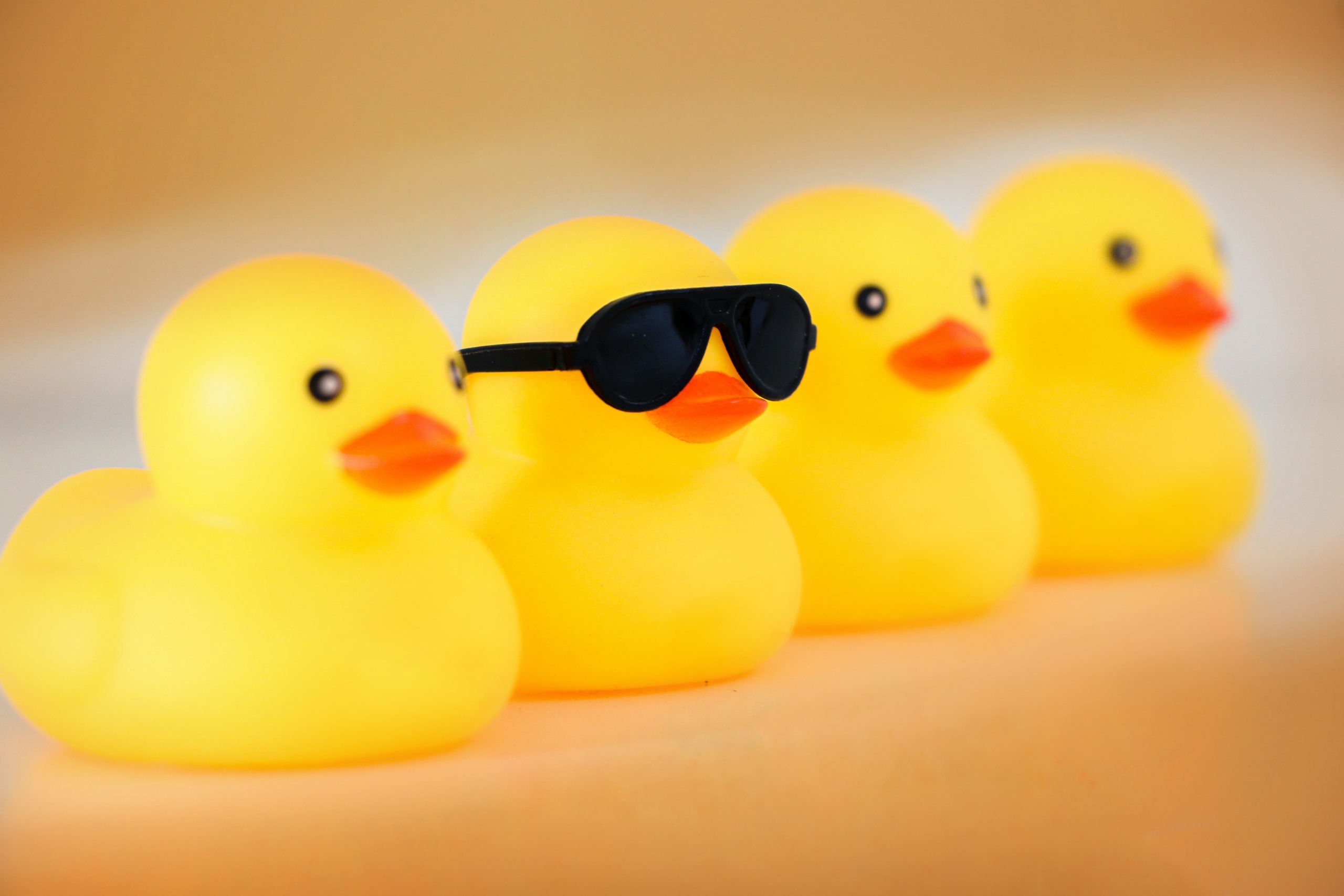 Cool yellow rubber duck with black sunglasses stands out from row of four yellow rubber ducks. Standout and be cool concept. And concept of organisation, to get one’s ducks in a row.